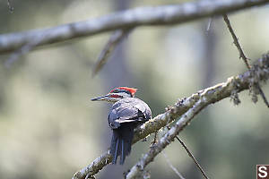Pileated Woodpecker On Branch