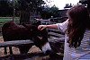 Petting The Donkey