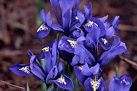 Irises in Yard