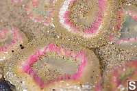 Aggregating Anemones