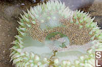 Giant Green Anemone