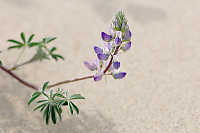 Lupine Flowers