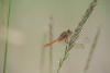 Red-veined Meadowhawk