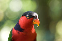Black Capped Lory