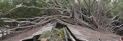 Tree Growing Over Building