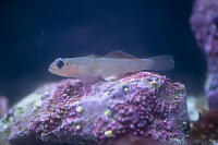Blackeye Goby