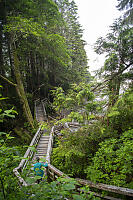 Boardwalk Cutting Through Forest
