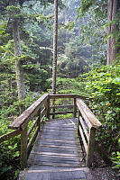 Boardwalk Into Forest