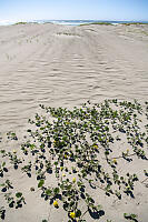 Colonizing The Sand Dunes