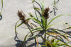 Large Headed Sedge