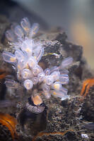 Lightbulb Tunicate