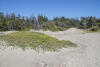 Sand Dune Covered In Yellow Sand Verbena
