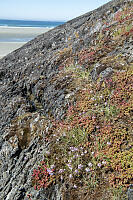 Stonecrops And Onions On Rock