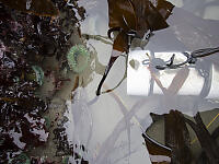 Underwater Enclosure In Tide Pool