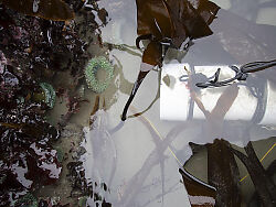 Underwater Enclosure In Tide Pool
