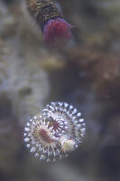 Very Tips Of Tube Worms