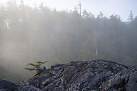 Weathered Tree On Rock