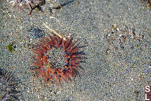 Anemone Burried In Sand