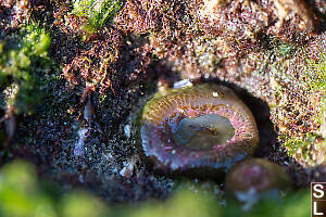 Anemone Starting To See Light