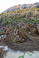 Layers Of Kelp On Rocks