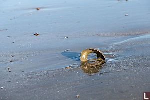Moon Snail Collar In Sand
