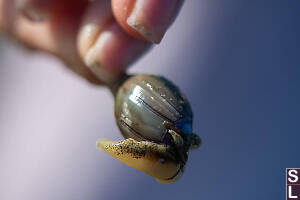 Purple Olive Foot Out Of Shell