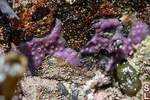 Purple Sponge On Rocks