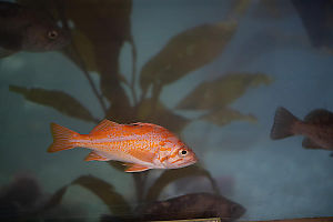Red Fish Stands Out
