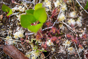 Sundews And Sphagnum Moss
