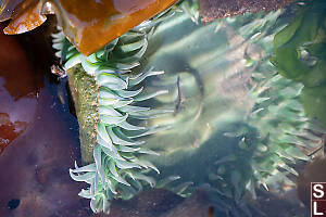 Tentalces Of Green Sea Anemone At Surface
