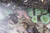Water Floods Into Intertidal Pool