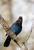 Steller's Jay