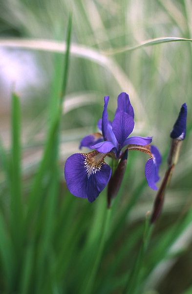 mainimage