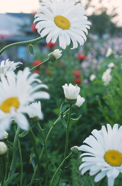 mainimage