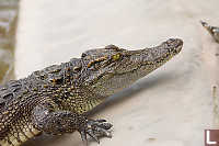 Crocodile Coming Out