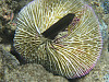 Common Mushroom Coral
