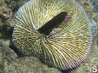 Dark Fish On Brain Coral