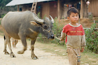 Walking By With My Buffalo