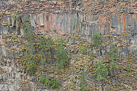 Layers Of Basalt And Confused Trees
