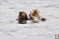 Sea Otters Looking At Us